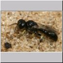 Crossocerus sp - Grabwespe 03c 5mm.jpg